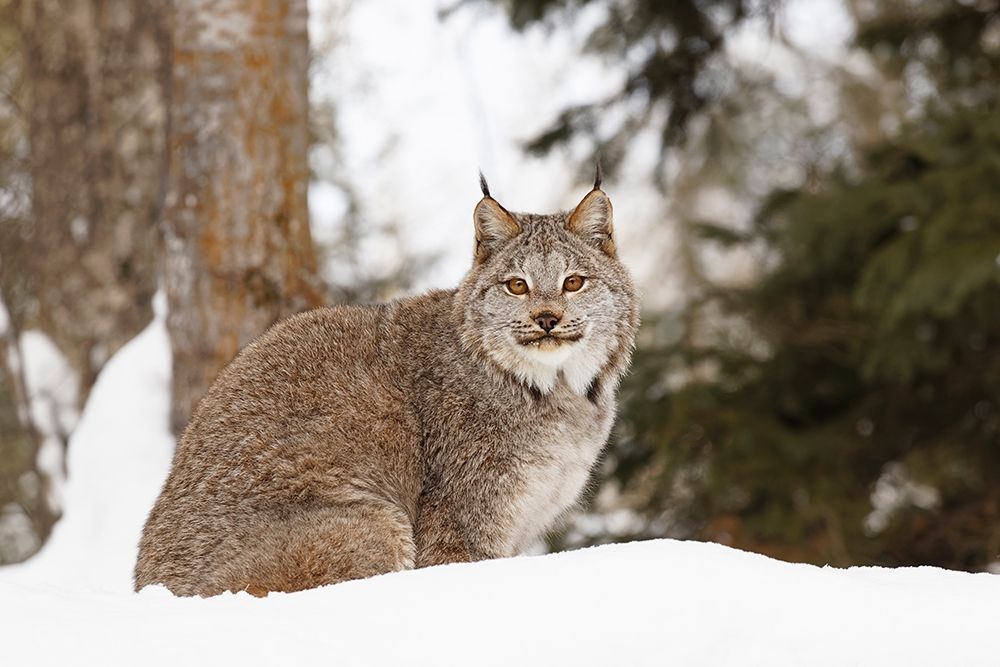 Canada lynx in winter-Lynx canadensis-controlled situation
